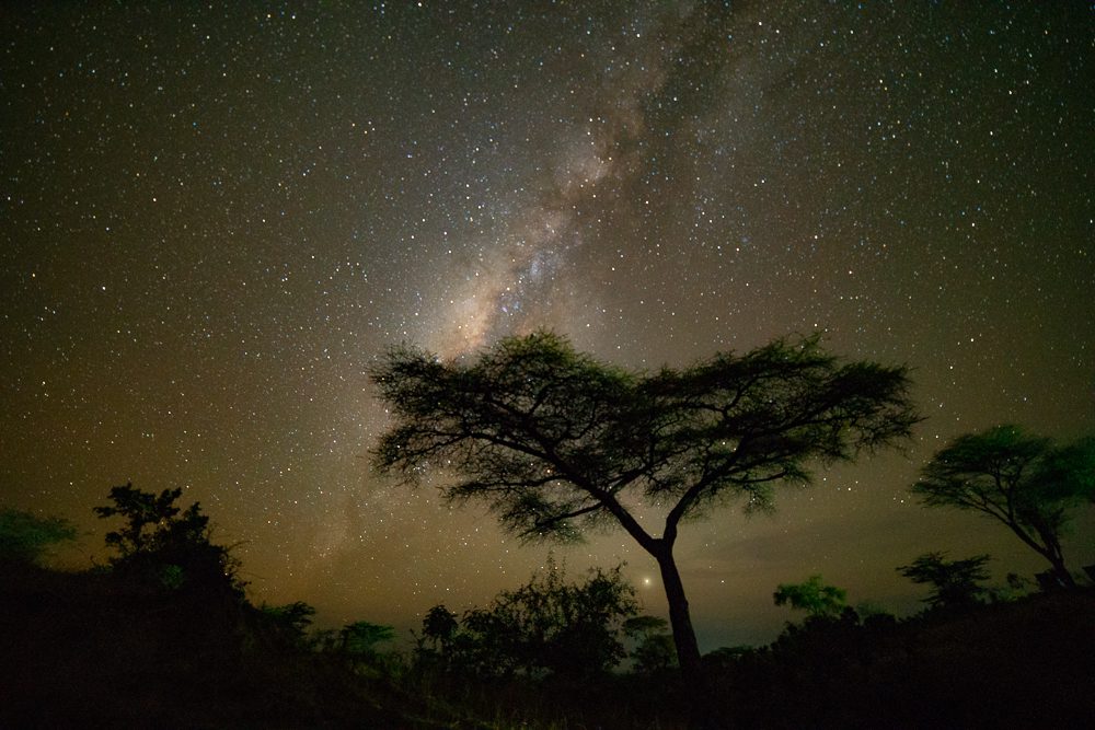 an acacia tree in Ugganda against a night sky with the milky way galaxy in the background