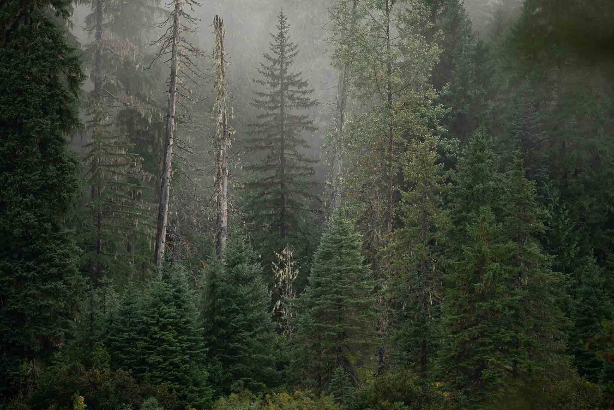 a misty old growth forest in British Columbia